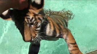 国产老虎游泳视频,水中猎手风姿绰约