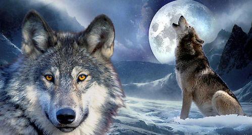 国产狼王动画视频