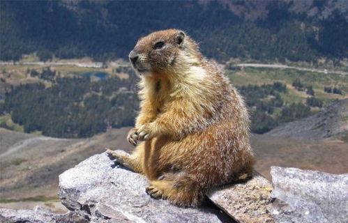 国产土拨鼠视频,揭秘本土萌宠的趣味生活