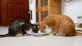 国产钓猫视频大全,趣味横生的猫咪互动瞬间