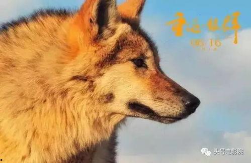 国产美女与狼免费视频