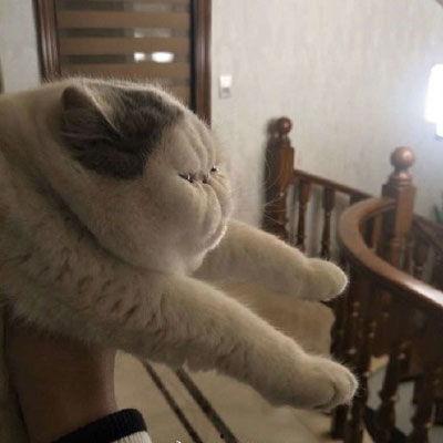 国产猫高冷视频,镜头下的喵星人魅力瞬间