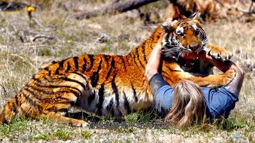 四虎国产永久高清视频,一场视觉盛宴的深度解析