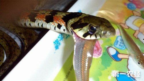 国产大蛇吃蛇视频,惊心动魄的蛇蛇盛宴