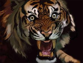 在哪看国产老虎视频软件,解锁国内优质老虎观赏平台