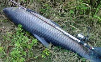 青鱼国产视频在线视频,探寻本土影视的魅力与风采